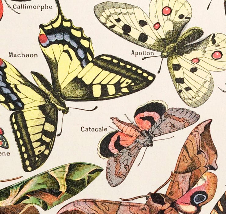 Papillon Poster Papillon Poster